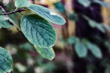 butterfly on a leaf