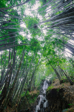 Mini Waterfall In The Middle Of A Bamboo Forest