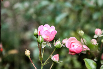 pink magnolia flowers