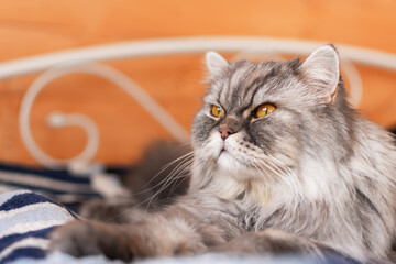 Fototapeta premium A fluffy Scottish cat with orange eyes lies on the bed and looks away. A sleepy, serious look. Portrait of a pet. Muzzle of a fluffy kitten. Lunch nap time. Beautiful domestic purebred cat.