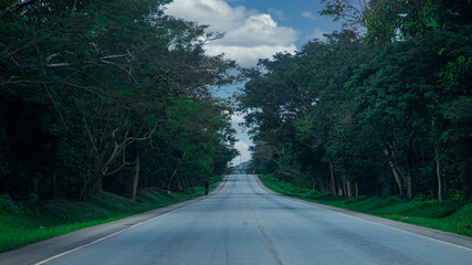 road through forest
