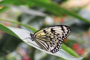 Fototapeta na wymiar Weiße Baumnymphe in Nahaufnahme. Schwarz weißer Schmetterling.