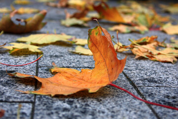 Selective focus on a piece of orange dry leaf on a background of blurred fallen leaves. Walk in the park during the day. Autumn atmosphere.
