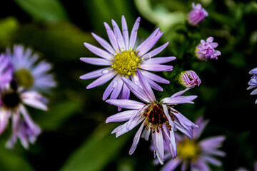 Obraz premium flower in a garden
