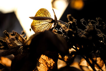 golden autumn leaves