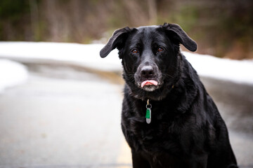 Black German Shepherd dog with brown eyes portrait.