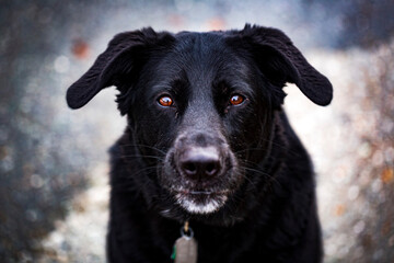 Black German Shepherd dog with brown eyes portrait.