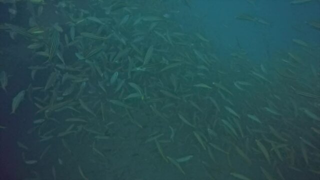 A school of fish sheltering on a wreck in the Red Sea, Egypt