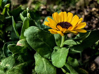 bee on a flower