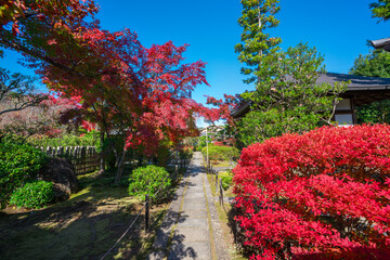 京都　妙心寺の塔頭寺院　大法院の紅葉　