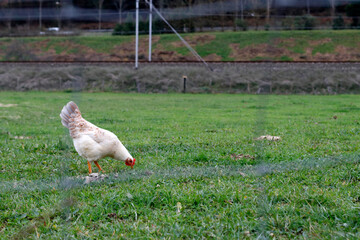 Hen on the grass