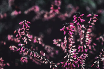 christmas tree decoration