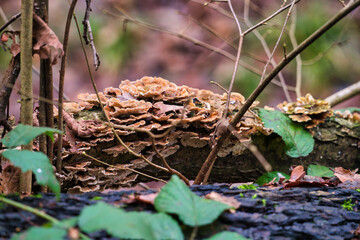 Nature forest outdoor daylight