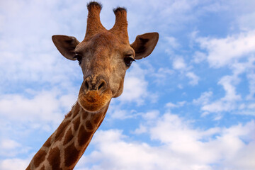 Wild african life. A large common South African giraffe on the summer blue sky.