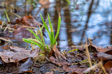 Nature forest outdoor daylight