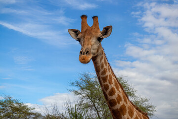 Wild african life. A large common South African giraffe on the summer blue sky.