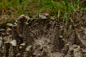 sand formation on the forest floor after rain