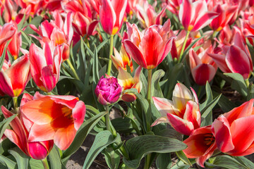 Obraz na płótnie Canvas Blooming tulip flowers fields. Colorful spring background.