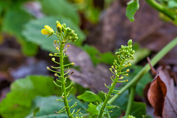 Nature forest outdoor daylight