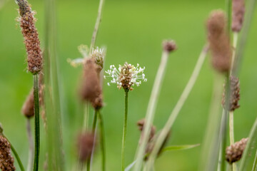 flower in meadow