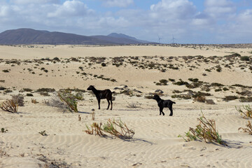 Fototapeta na wymiar Capre nel deserto, Fuerteventura