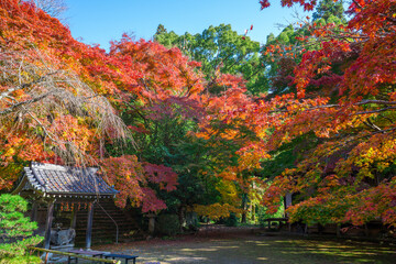 京都　金蔵寺（こんぞうじ）の紅葉　