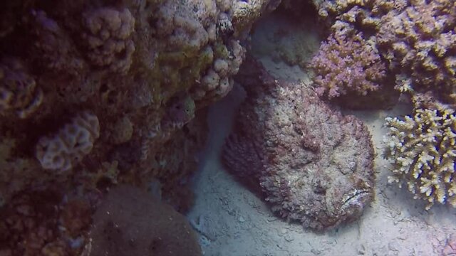 A Reef Stonefish (Synanceia verrucosa) in the Red Sea, Egypt