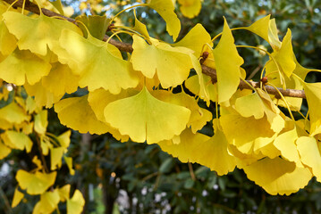Ginkgo biloba 