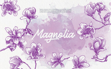 Hand drawn illustration magnolia flower