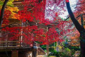 京都　金蔵寺（こんぞうじ）の紅葉