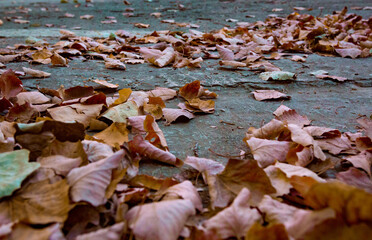 autumn leaves on the ground