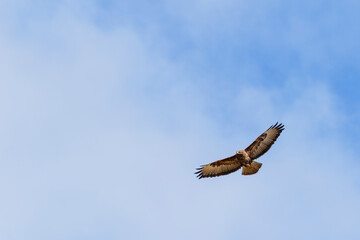 Buzzards flying on a summer sky with spread wings