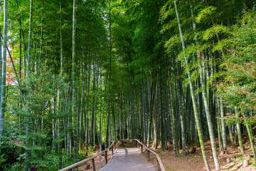 京都　高台寺の竹林