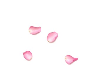 Blurred a group of sweet red rose corollas on white isolated background 