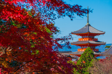 Obraz premium 京都 清水寺の三重塔と紅葉 