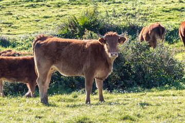 Brown Cows on green pasture in Huelva, Andalusia, Spain