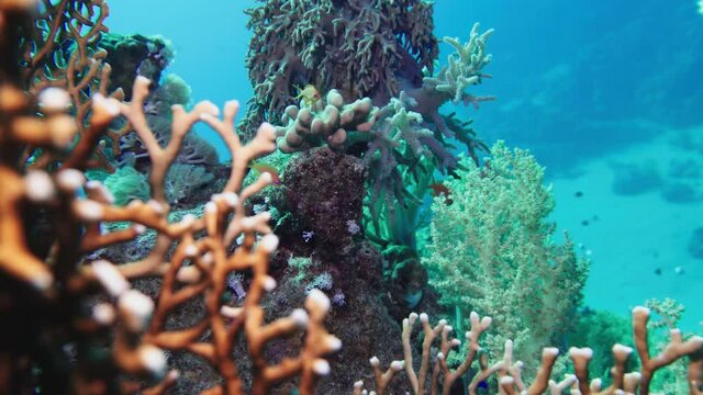 Net Fire Coral Millepora dichotoma , Glare of sunlight on colorful corals near the water surface. Red Sea 4K