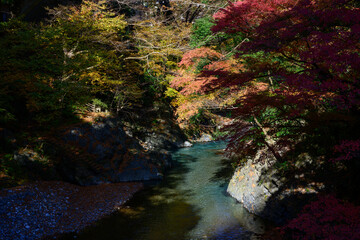 奥多摩の紅葉