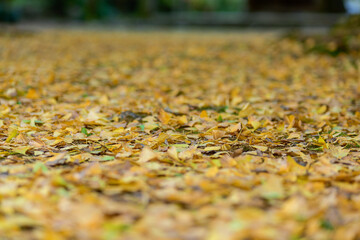 落ちた銀杏の葉