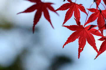 真っ赤な紅葉