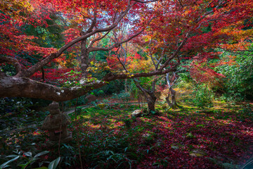 京都　嵯峨野　厭離庵（えんりあん）の紅葉