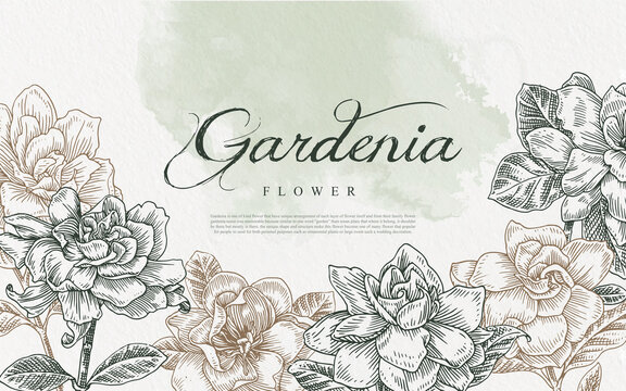 seamless gardenia flower line art illustration hand drawn