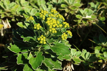イソギク（磯菊）の蕾