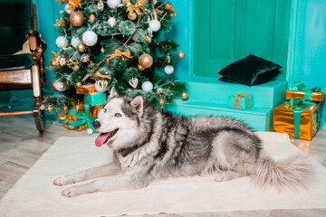 Husky lies on the carpet against the background of a Christmas tree and gifts.