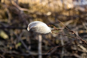 mushrooms in the grass