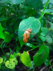 insect shells on the leaves