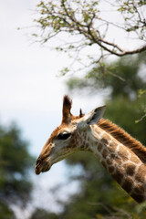 Obraz premium giraffe in the wild