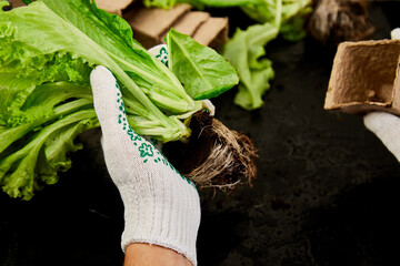 Hands of gardener puts greeners in peat container with soil, planting a plant with gardening tools....