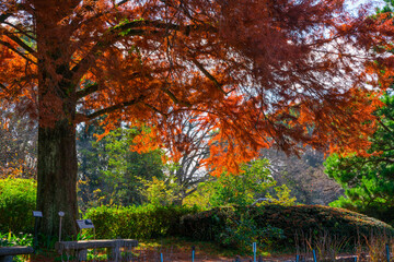 京都府立植物園　ヌマスギの紅葉