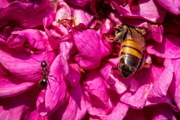 A bee and an ant share the same flower in macro.